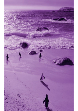 Alive! little penguin friends - Violet duotone - Photo Art Notebooks (5 x 8 series)