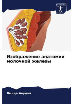 Изображение анатомии молочной железы