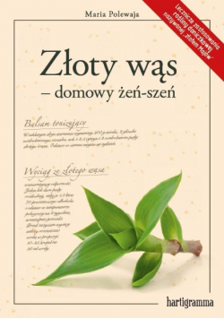 Złoty wąs  domowy żeń szeń