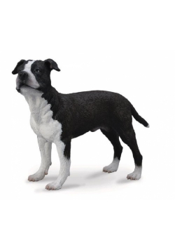 Pies American Staffordshire Terrier