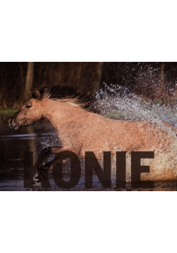 Kalendarz ścienny 2014 Konie