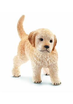 Golden Retriever szczeniak