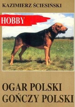 Ogar Polski gończy Polski
