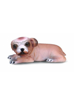 Buldog szczeniak S