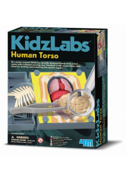 3373 Anatomia - Klatka Piersiowa