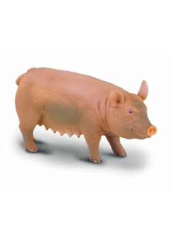 Świnia maciora M