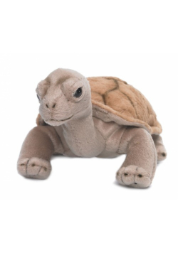 Żółw lądowy 20 cm