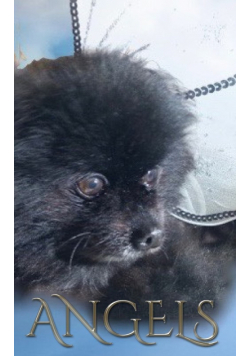 Angel dog  Journal