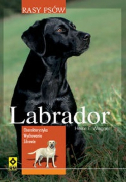 Rasy psów Labrador