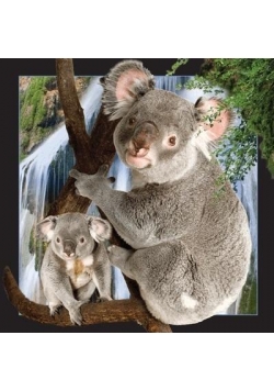 Pocztówka 3D Koala