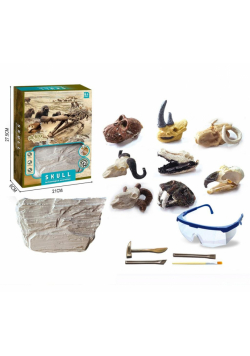 Wykopaliska archeolog czaszki zwierząt MIX