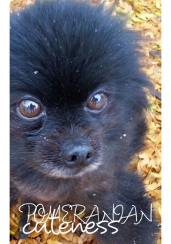 Pomeranian Cutemess Journal