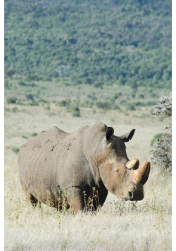 Alive! white rhino - Natural - Photo Art Notebooks (6 x 9 series)