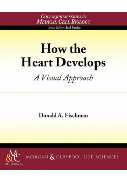 How the Heart Develops