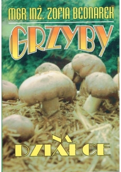 Grzyby na działce