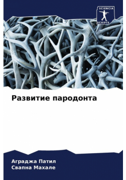 Развитие пародонта