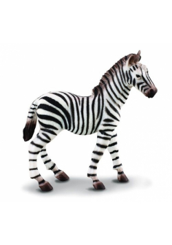 Zebra źrebię M