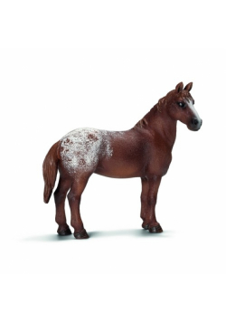 Klacz rasy Appaloosa