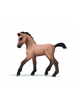 Źrebak rasy Andalusian