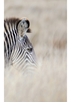 Alive! zebra stripes - Natural - Photo Art Notebooks (5 x 8 series)