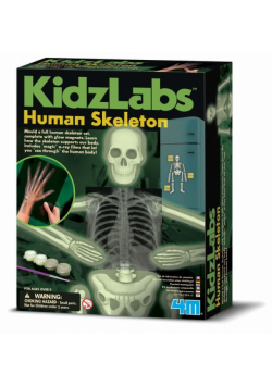 Anatomia Szkielet człowieka