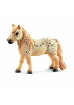 Wałach rasy Falabella