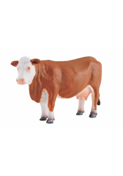 Krowa rasy hereford L