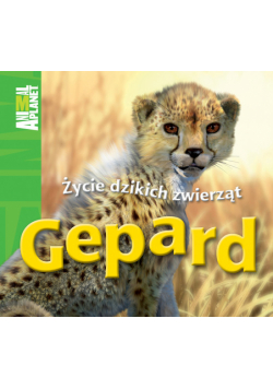Gepard Życie dzikich zwierząt