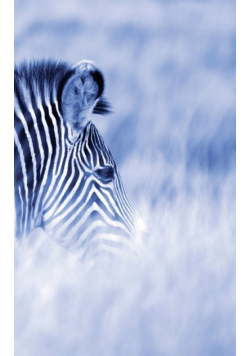 Alive! zebra stripes - Blue duotone - Photo Art Notebooks (5 x 8 series)