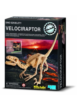 Dino szkielety Velociraptor