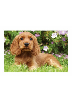 Puzzle Mini Pupile Pies brązowy 54