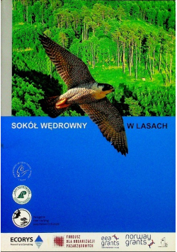 Sokol Wedrowny W Lasach