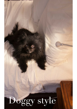 doggy style cuteness  journal