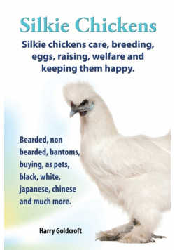 . Silkie Chickens. Silkie Chickens Care, Breeding, Eggs, Raising, Welfare and Keeping Them Happy, Bearded, Non Bearded, Bantoms, Buying, as Pets, Blac