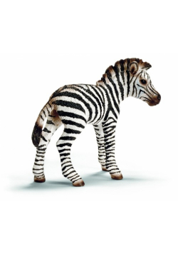 Zebra źrebię