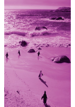 Alive! little penguin friends - Magenta duotone - Photo Art Notebooks (5 x 8 series)