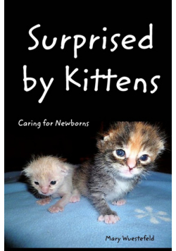 Surprised By Kittens