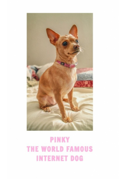 Pinky The Famous Internet Dog