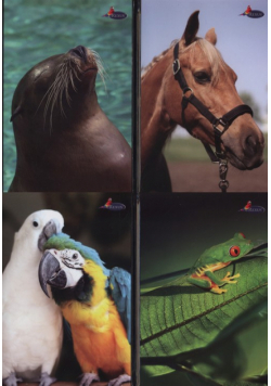 Brulion A5 Animals w kratkę 96 kartek 5 sztuk mix