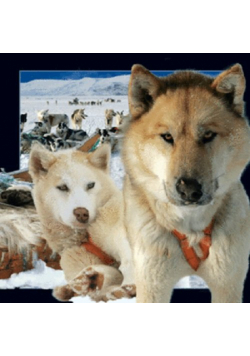 Magnes 3D Husky