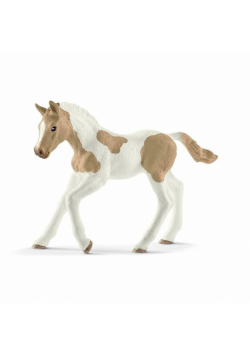 Źrebię Paint Horse