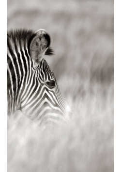 Alive! zebra stripes - Black and white - Photo Art Notebooks (5 x 8 series)