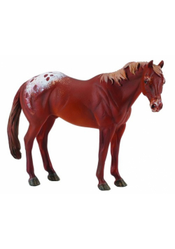 Ogier rasy Appaloosa kasztan