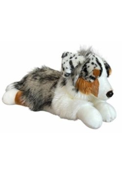 Owczarek australijski leżący 61cm