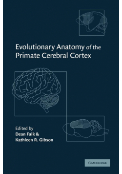 Evolutionary Anatomy of the Primate Cerebral Cortex