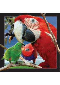 Magnes 3D - Papuga