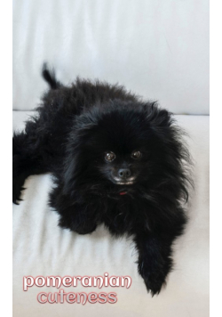 Pomeranian cuteness Journal