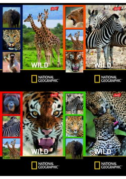 Zeszyt A5 National Geographic w kratkę 32 kartki 15 sztuk mix