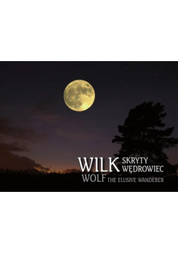 Wilk skryty wędrowiec