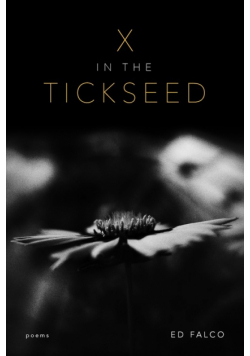 X in the Tickseed